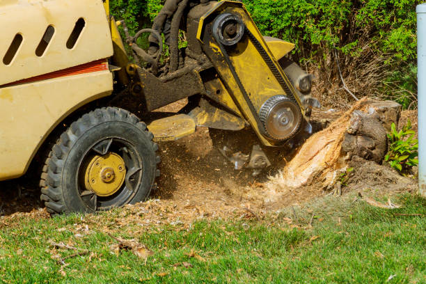 Best Tree Trimming and Pruning  in La Mesilla, NM